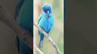 Indigo Bunting singing birds [upl. by Itch627]