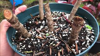 Growing RED TI LEAF Plant  Cordyline Fruticosa [upl. by Arahset880]