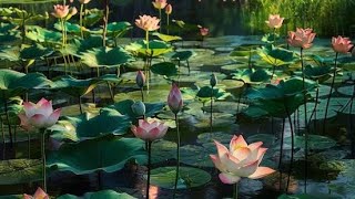 Gorai Lotus Pond [upl. by Rew]