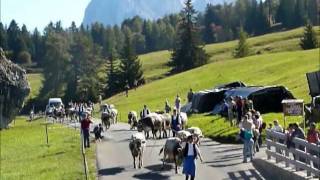 Almabtrieb Seiser AlmKastelruth  Transumanza dei bestiami Alpe di SiusiCastelrotto [upl. by Hcaz]