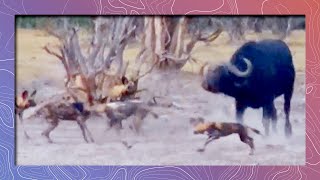 Wild Dogs vs Cape Buffalo at Water Hole [upl. by Grace]