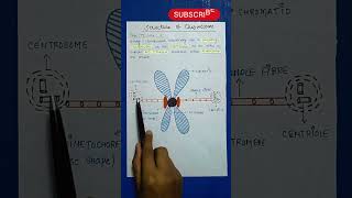 Chromosome  Difference Between Centrosome Centrioles [upl. by Anastice65]