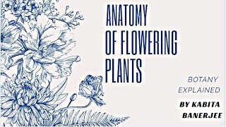 Root Apex meristem and concept of organization of root apex in Hindi [upl. by Kcirednek]