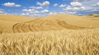 Successful harvest of largest desert wheat field in Chinas Xinjiang [upl. by Philoo267]