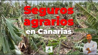 Seguros agrarios en Canarias [upl. by Eidnil]