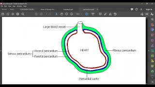 L5 ANATOMY PERICARDIUM [upl. by Pansir]