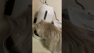 Papifeed Smart Automatic Cat Feeders [upl. by Ennylyak792]