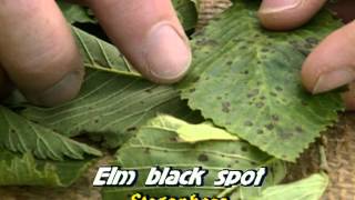 Ornamental Plant Diseases [upl. by Irdua]