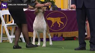 English Foxhounds  Breed Judging 2020 [upl. by Highams85]