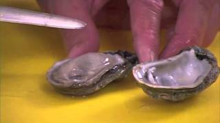 How to clean Oysters by Captain Vincent Russo [upl. by Tomchay]