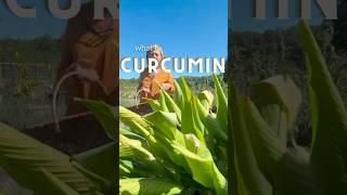 What is curcumin turmeric garden herbs herbalmedicine [upl. by Agata]