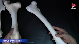 Comparative anatomy of the Femur Bone [upl. by Igig]