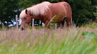 Gesunder Weideboden vitale Pferde [upl. by Enelym631]