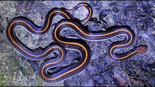 I Found a Banded Coral Snake [upl. by Garlaand]