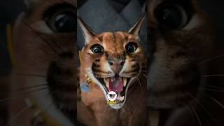 Caracal and Serval are Cute when Baby but Scary when Grown Up animals cat viral [upl. by Lepper]