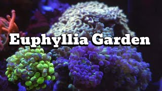 EUPHYLLIA GARDEN  HAMMER  FROGSPAWN euphyllia trending youtubevideo viralvideo trendingvideo [upl. by Worthy]