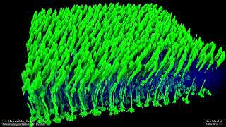 Cone photoreceptors in rat retina [upl. by Ellerol]