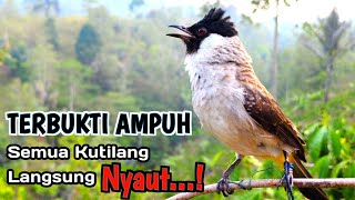 100 Ampuh Untuk masteran Burung Kutilang Agar Cepat Bunyi Dan Gacor [upl. by Aramois]