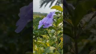 দারুণ একটা ফুল ইহার নাম কি হতে পারে What is the name of this flower jubinnautiyal nature [upl. by Ecidna211]