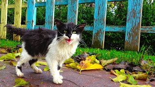 Poor Kitten Meowing Loudly After Getting Wet in The Rain 😿  hungry kitten wants food  Lucky Paws [upl. by Gilpin]