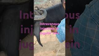 Intravenous injection in jugular vein of cow ampBuffaloPKvillagevlogviralvideosvillainfunnyvideo [upl. by Felder]