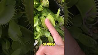 Ne Touchez Jamais Cette Plante Carnivore shorts [upl. by Notsyrb]