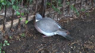 Wood Pigeon doing a woodpecker act [upl. by Patterson498]