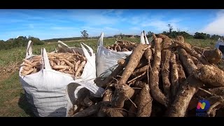 Agro Saúde e Cooperação  Cultivo de Mandioca [upl. by Elokyn]