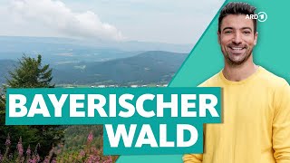 Bayerischer Wald  Deutschlands wilder Wald  Wunderschön  ARD Reisen [upl. by Inus]