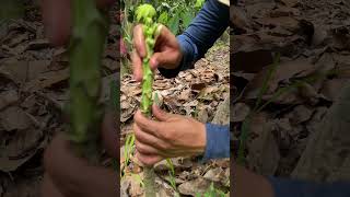 Injerto de papaya plantas delhuertoalamesa frutas fruit [upl. by Any268]