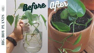 How to Propagate a Heartleaf Philodendron Step by Step [upl. by Boulanger]