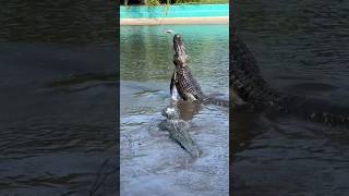 Alligator vs Drone shorts youtubeshorts alligator drone florida [upl. by Anuaik]