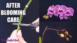 Orchid Care for Beginners  What to do after Phalaenopsis blooms fall Cutting spike amp aftercare [upl. by Reeva]