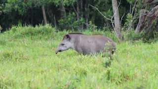 Anta Tapirus terrestris em Cerrado de Mato Grosso do Sul [upl. by Ayaj907]