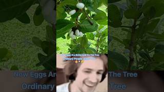 What is The white bhilawa tree 🌴 🥚 ytshorts shorts shortvideos viralvideos facts [upl. by Atilrahc]