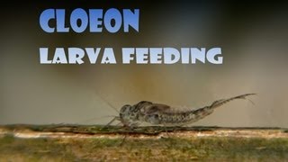 Cloeon larve feeding [upl. by Yekim]