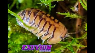 Cubaris sp Honeymoon Tiger isopod [upl. by Gwyneth151]