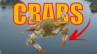 Crabs caught in Crisfield Maryland on Labor Day Catch and cook [upl. by Gipps]