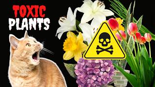 17 Common Houseplants That Are TOXIC to Cats [upl. by Gerdy]