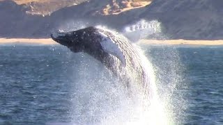 Monterey Bay Whale Watching Capital of the World™ Monterey [upl. by Sajet]