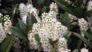 Otto Luyken babérmeggy Prunus laurocerasus Otto Luyken  videó képekben [upl. by Ohaus]