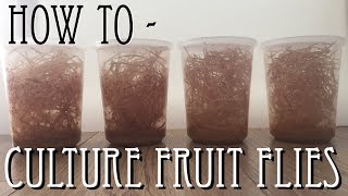 How to culture Fruit Flies Drosophila Melanogaster [upl. by Callean]