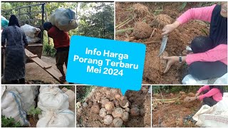 Harga Porang Terbaru Mei 2024 [upl. by Thais]