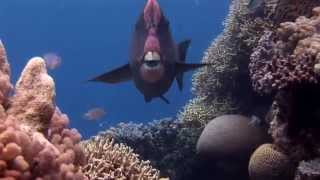 Humphead Parrotfish [upl. by Eigroeg]