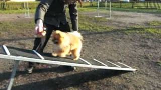 Pomeranian Diesel training agility best video [upl. by Krawczyk]