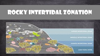 Rocky Intertidal Zonation  Oceanography [upl. by Yllehs80]