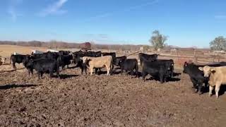 Sweeting  Kalona Annual Day After Thanksgiving Special Feeder Cattle Sale 112924 [upl. by Presber179]