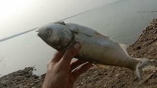 tarbela Dam fish By Rehan [upl. by Sauers936]