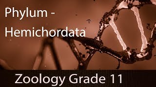 Animal Kingdom  Phylum Hemichordata  Detailed Explanation  Representation  Part 10 [upl. by Ihc341]