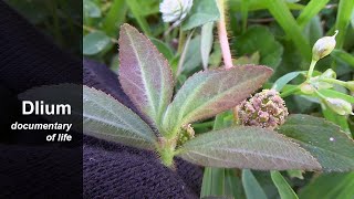 Asthma plant Euphorbia hirta  part 2 [upl. by Annaiek]